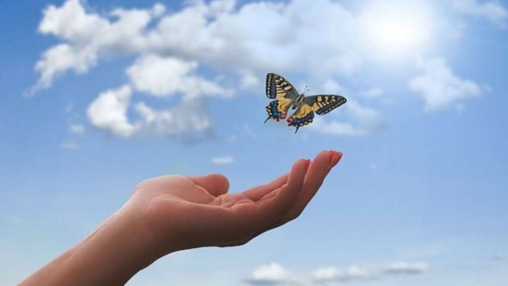 Papillon en plein envol symbolisant la libération des symptômes liés à l’hypothyroïdie grâce à une alimentation ciblée et anti-inflammatoire.